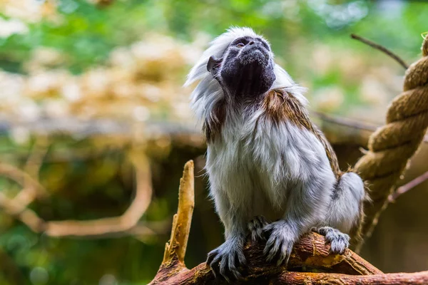 Hermoso retrato de cerca de un mono de tamarín de algodón, especie animal en peligro crítico, primates tropicales — Foto de Stock