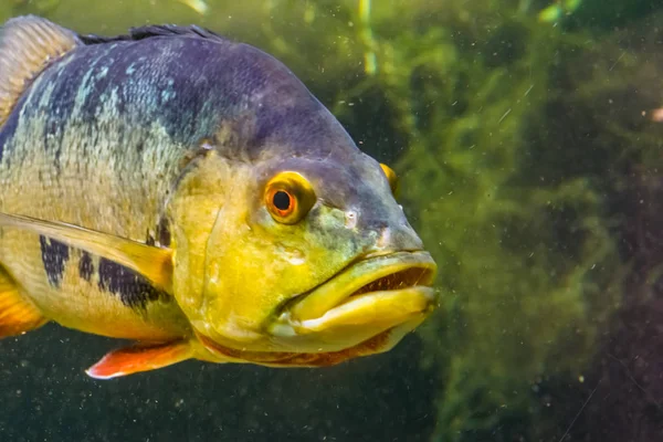 Closeup of the face of a butterfly peacock bass, popular and colorful cichlid fish specie from the rivers of America — Stock Photo, Image