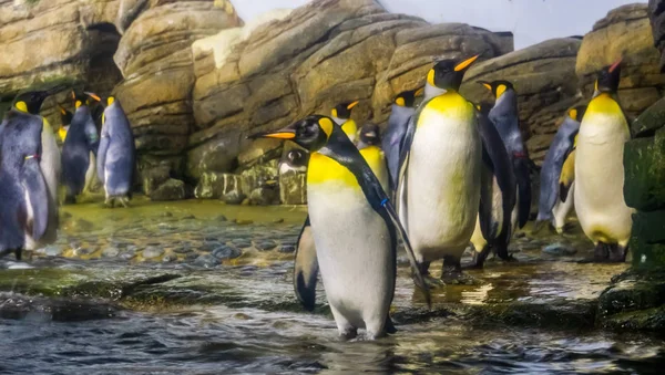 Colonia de pingüinos rey juntos en el lado del agua, gran especie de pingüino de antártida —  Fotos de Stock