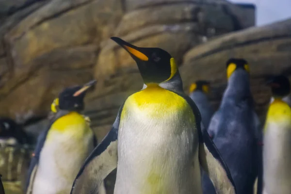 Primer plano de un pingüino rey, colonia de pingüinos en el fondo, ave acuática sin vuelo de antártida — Foto de Stock