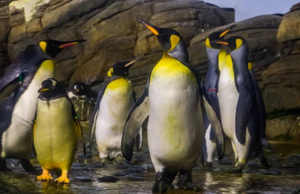 Familia de pingüinos rey juntos, especie acuática de aves voladoras de antártida —  Fotos de Stock