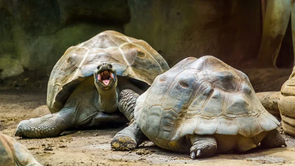 Algumas tartarugas-de-galápagos juntas, uma a abrir a boca, uma espécie de tartaruga-da-terra vulnerável das ilhas Galápagos — Fotografia de Stock