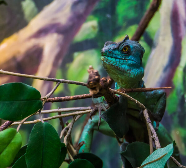 closeup of a green plumed basilisk sitting on a tree branch, tropical reptile specie from America