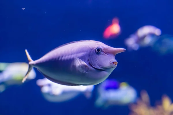 Vértes portré egy unicornfish, vicces trópusi hal Specie, népszerű akvárium kisállat — Stock Fotó