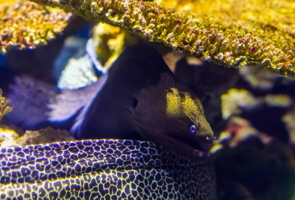 Enguia moray mediterrâneo em close-up, peixes populares na aquicultura, animais de estimação aquário tropical — Fotografia de Stock