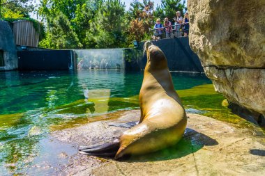 sea lion from the back with zoo visitors watching and photographing, Blijdorp animal zoo, Rotterdam, The Netherlands, june 22, 2019 clipart