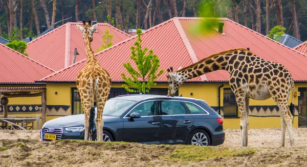 长颈鹿与野生动物园的游客互动，在比克塞卑尔根，希尔万别克，25五月，荷兰汽车之旅 — 图库照片