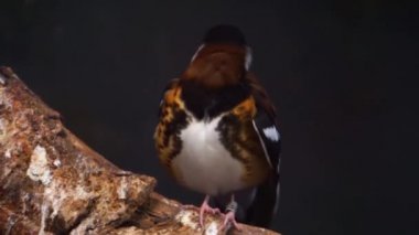 bir kestane destekli pamukçuk güzel yakın çekim, Endonezya renkli ve tropikal kuş specie, Tehdit hayvan türlerinin yakınında