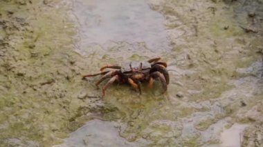 kadın kemancı yengeç bir plaj çamurdüzlükleri üzerinde kum yeme, yengeç besleme davranışı, tropikal kabuklu specie