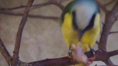 bir ağaç, renkli tropikal kuş specie avı ile bir inca jay closeup