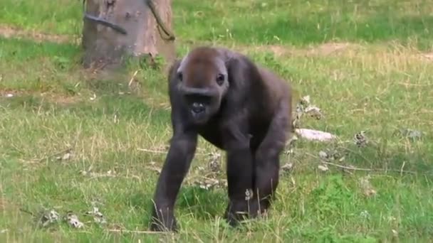一只西部大猩猩在草地上行走的特写镜头 来自非洲的流行大猿类 极度濒危动物物种 — 图库视频影像