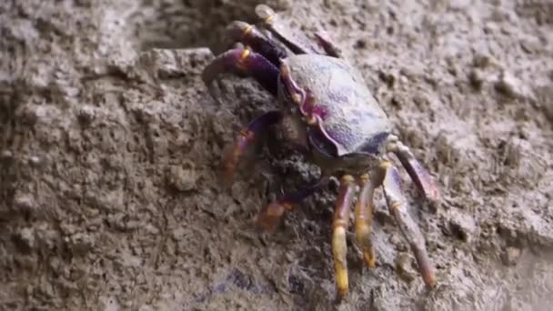 Nahaufnahme Einer Weiblichen Krabbe Die Schlamm Krabbenfutter Und Tropische Krebstiere — Stockvideo