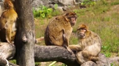 birlikte barbarca makak grubu, sosyal hayvan yapıları, Afrika'dan nesli tükenmekte olan hayvan türüç