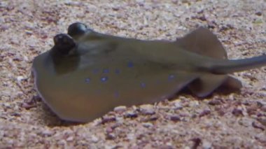 akvaryumun dibinde mavi benekli bir stingray yakın çekim, Asya'dan tropikal balık specie