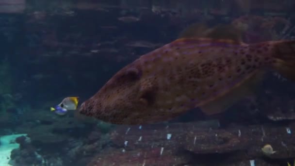 一个大棕色和黑色斑点的黑鱼在水中游泳的特写 — 图库视频影像
