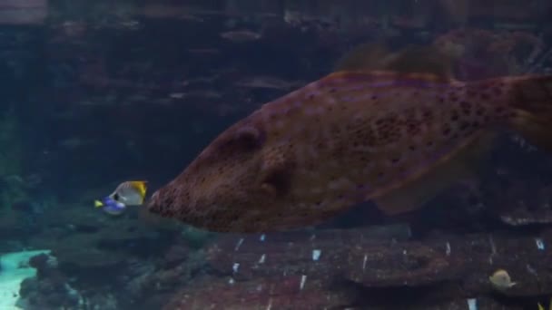 Close Uma Grande Wrasse Marrom Preto Manchado Nadando Água — Vídeo de Stock