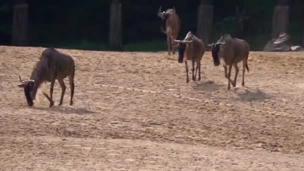 Gruppo Barbuti Bianchi Che Camminano Sulla Pianura Sabbiosa Specie Antilope — Video Stock