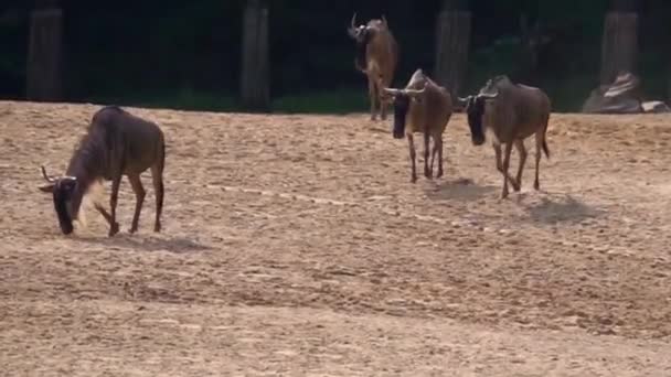 Grupo Barbudos Blancos Caminando Por Llanura Arena Especie Antílope Tropical — Vídeos de Stock