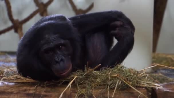 gros plan d'un bonobo, singe humain populaire, chimpanzé pygmée, espèce animale en voie de disparition d'Afrique 