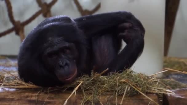 Close Bonobo Macaco Humano Popular Chimpanzé Pigmeu Espécie Animal Ameaçada — Vídeo de Stock