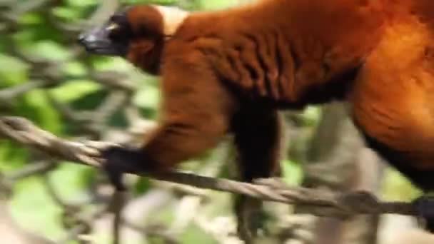 Close Lêmure Ruffed Vermelho Andando Sobre Uma Corda Espécie Macaco — Vídeo de Stock