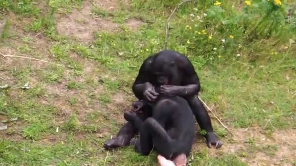 Bonobo Couple Grooming Popular Human Apes Pygmy Chimpanzees Social Primate — Stock Video