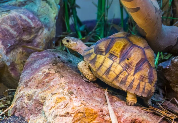 Närbild av en angonoka sköldpaddan, akut hotad land sköldpadda specie från Madagaskar — Stockfoto