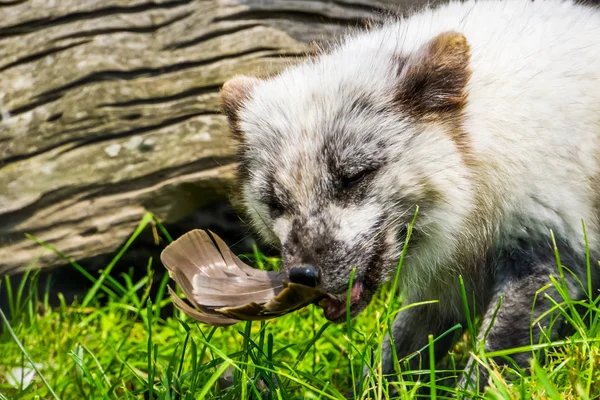 北极狐吃鸟的特写镜头，来自北半球的狐狸 — 图库照片