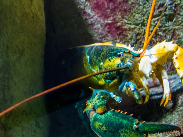 Two egged loner lobster, color split crustacean, rare color mutation, unique lobsters breed — Stock Photo, Image