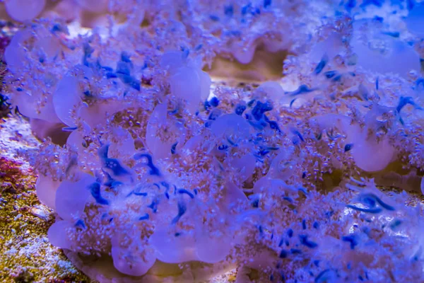Перевернутые медузы крупным планом, тропические виды из Атлантического океана, популярные медузы в аквакультуре — стоковое фото