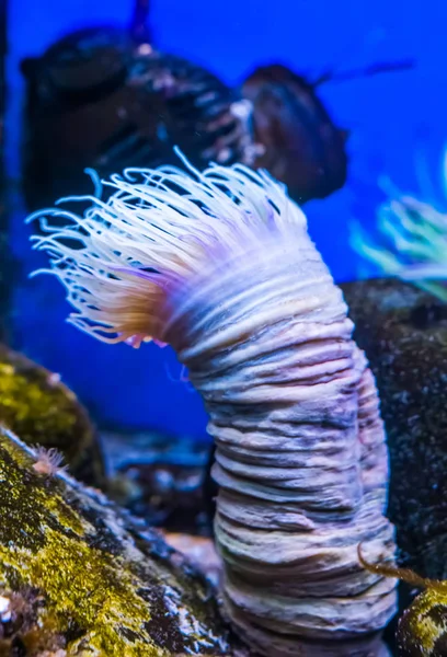 Bir çiçek tüp deniz anemon yakın çekim, hint-pasifik okyanusundan tropikal su hayvan spekülasyon — Stok fotoğraf