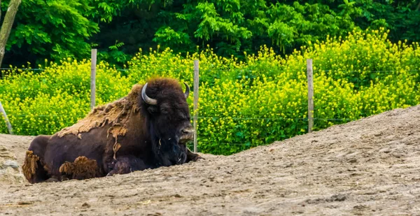 Nahaufnahme eines amerikanischen Büffels, der auf dem Boden sitzt, in der Nähe einer bedrohten Bisonart aus Nordamerika — Stockfoto