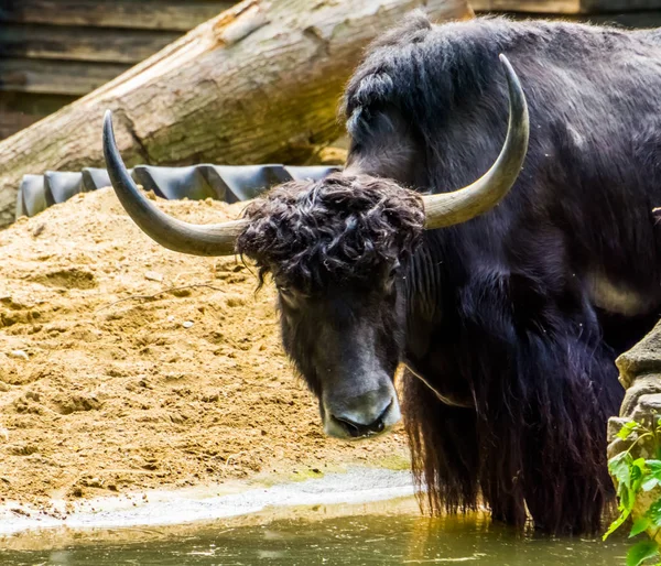 Yak sauvage avec son visage en gros plan, espèce de bétail tropical des montagnes himalaya d'Asie — Photo