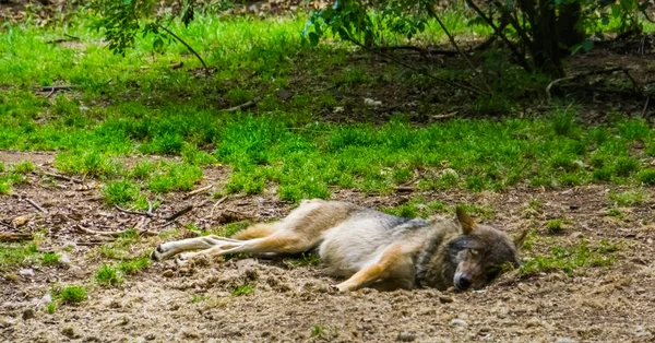 Grijze wolf slapen op de grond van een bos, gemeenschappelijk vleesetende zoogdier uit Eurazië — Stockfoto