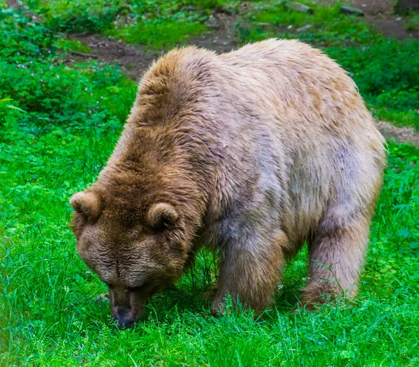 Licht bruine beer grazende in een weide van het bos, omnivous zoogdieren — Stockfoto