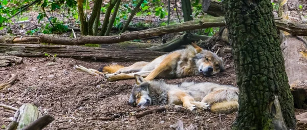 灰狼夫妇一起躺在森林中，来自欧亚大陆森林的野生动物标本 — 图库照片