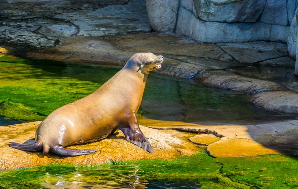 Close-up de um belo leão-marinho sentado ao lado da água, Espécie de foca do ouvido, Animais marinhos da vida — Fotografia de Stock