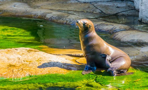 Belo close-up retrato de um leão-marinho sentado no lado da água, Espécie de foca do ouvido, Animais marinhos da vida — Fotografia de Stock