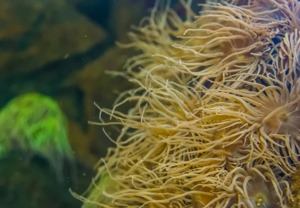 Anêmonas do mar tentacled em uma rocha subaquática no close-up, fundo da vida marinha, espécies do invertebrado da vida marinha — Fotografia de Stock