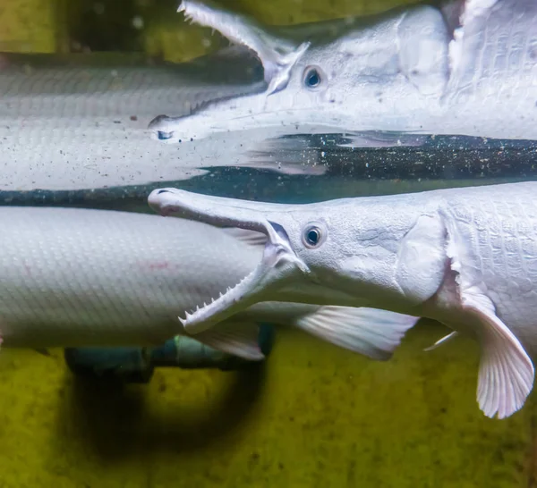 Cocodrilo gar mostrando sus dientes y reflejándose en el agua, peces mostrando sus dientes afilados, especie tropical de América — Foto de Stock