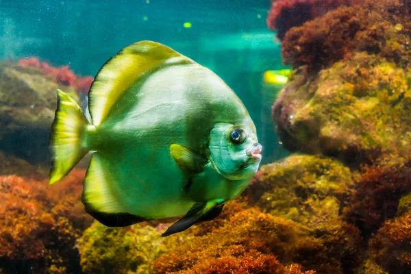 Egy nagy, csíkos Vitorláshal portréja, trópusi akváriumi háziállat népszerű, trópusi halak Specie — Stock Fotó