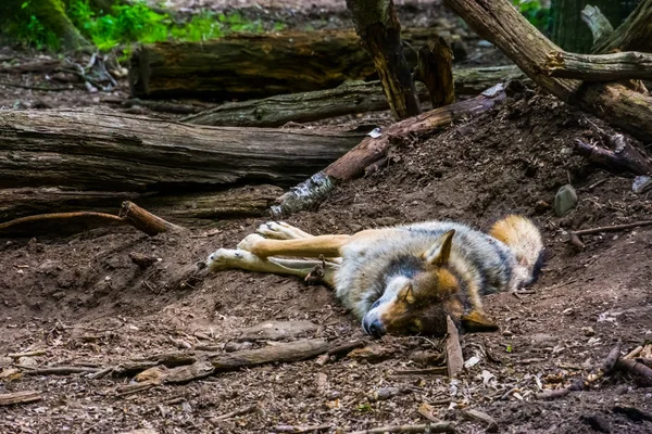 Närbild av en grå skulle sova på marken i skogen, köttätande djur specie skogarna i Eurasien — Stockfoto