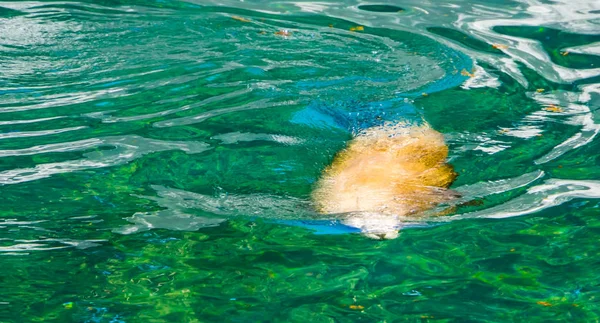León marino nadando bajo el agua en primer plano, Especie de foca auricular, Animales marinos — Foto de Stock
