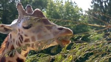 bir rothschild zürafa bir daldan yaprakları yeme yüzünün yakın çekim, hayvanat bahçesi hayvan besleme ve bakım, Afrika'dan Nesli Tükenmekte olan hayvan specie