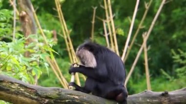 Bir ağaçta bir bambu dalı sıyırma uzun kuyruklu makak yakın çekim, Hindistan dağlarından Nesli tükenmekte olan primat specie