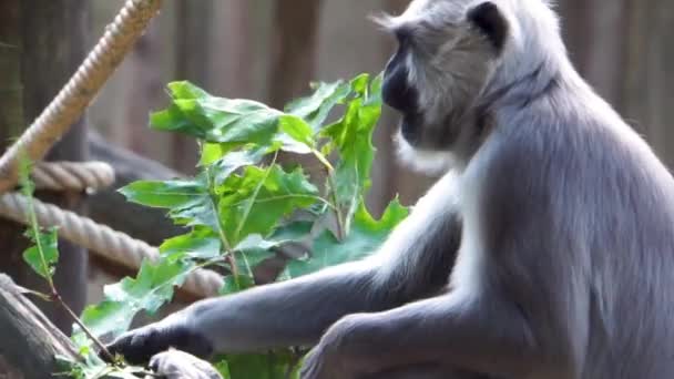 班尼达 哈努曼 朗古尔吃树叶从树枝 然后躲在它后面 热带灵长类动物从孟加拉国 — 图库视频影像