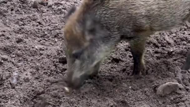 Gros Plan Porc Sauvage Enracinant Sable Pour Nourriture Comportement Animal — Video