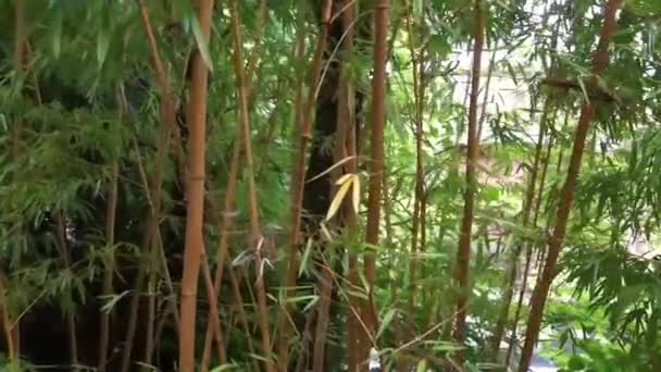 Forêt de bambous avec de nombreuses tiges et feuilles, vidéo de fond de la nature, Feuillage de jardin asiatique 