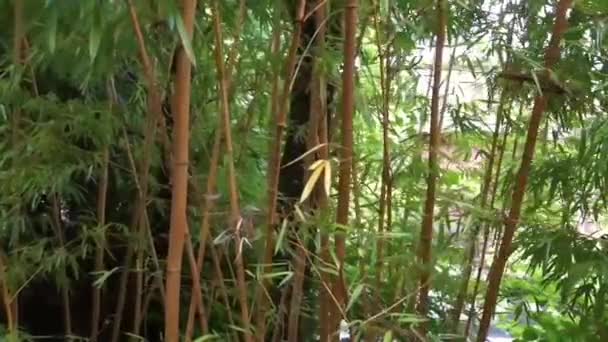 Bambuswald mit vielen Stängeln und Blättern, Naturhintergrundvideo, asiatisches Laub im Garten