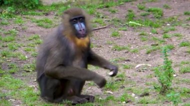 yiyecek arayan ve üzerinde çiğneme bir kadın mandrill yakın çekim, savunmasız bir statü ile Afrika'dan tropikal primat specie